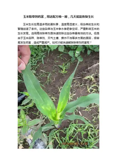 玉米除草剂药害，用这配方喷一遍，几天就能恢复生长