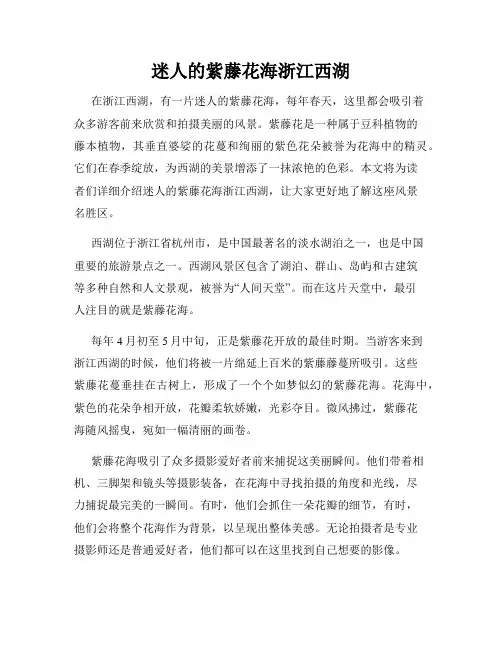 迷人的紫藤花海浙江西湖