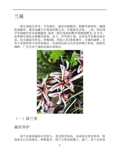 名品兰花鉴赏-兰属