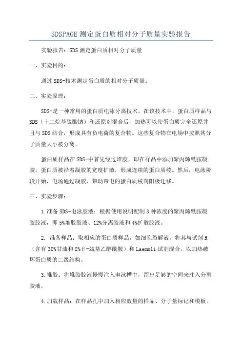 SDSPAGE测定蛋白质相对分子质量实验报告