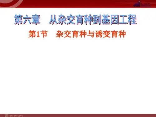 高中生物必修2第6单元课件：从杂交育种到基因工程
