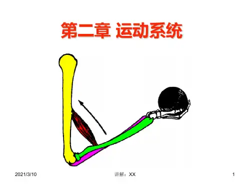 运动系统【精品-ppt】