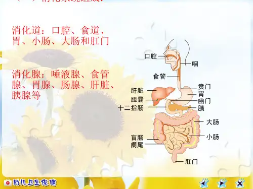 幼儿消化系统及卫生保健