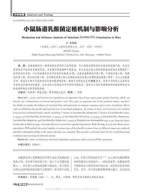 小鼠肠道乳酸菌定植机制与影响分析