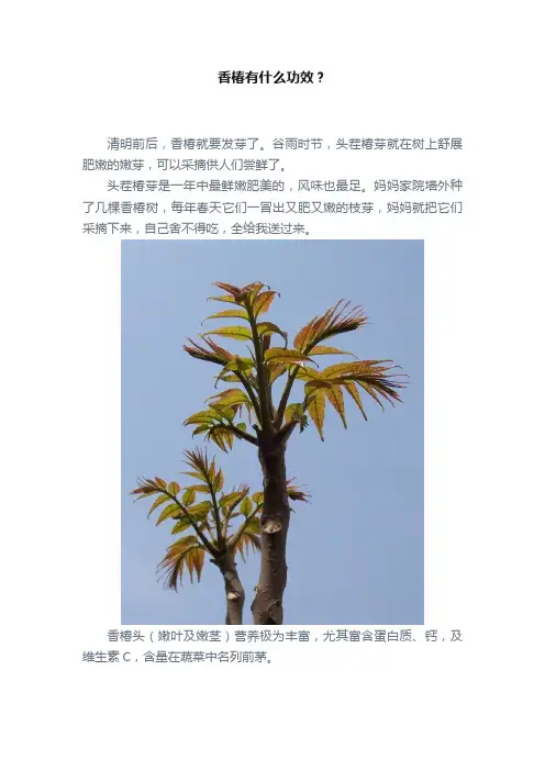 香椿有什么功效？