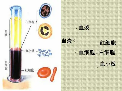第四章《输血与血型》课件