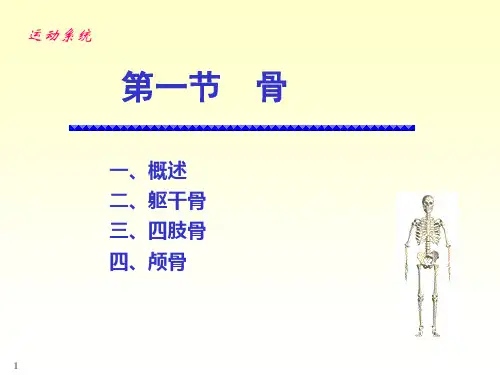 系统解剖学绪论及骨学