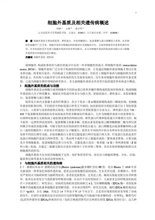 细胞外基质及相关遗传病概述