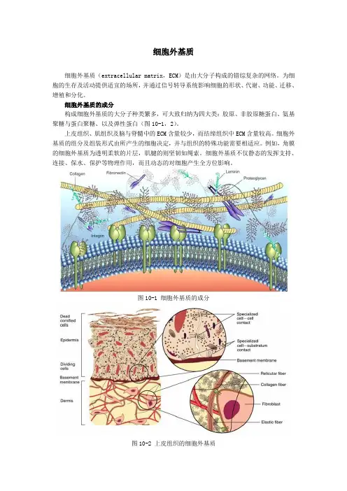 细胞外基质