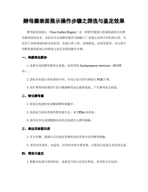 酵母菌表面展示操作步骤之筛选与鉴定效果