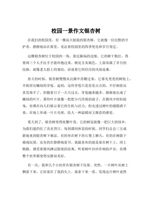 校园一景作文银杏树