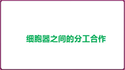 2025高考生物学一轮复习情境教学复习课件：细胞器
