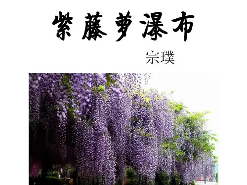 《紫藤萝瀑布》ppt课件