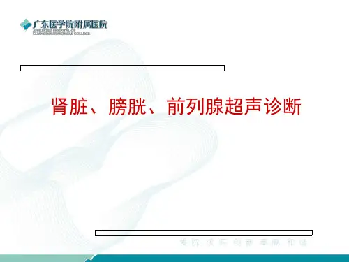 肾脏、膀胱、前列腺
