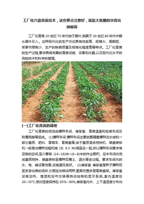 工厂化穴盘育苗技术，这些要点注意好，就能大批量的孕育出辣椒苗