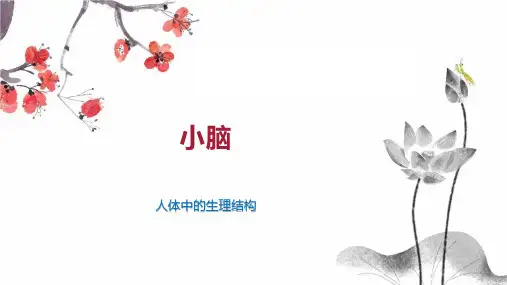 小脑    