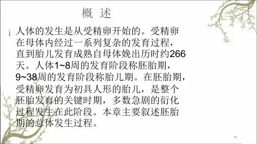 人体胚胎发育概论课件