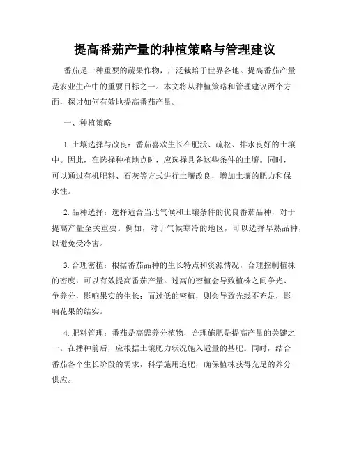 提高番茄产量的种植策略与管理建议