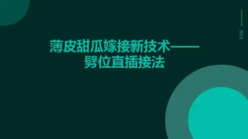 薄皮甜瓜嫁接新技术——劈位直插接法