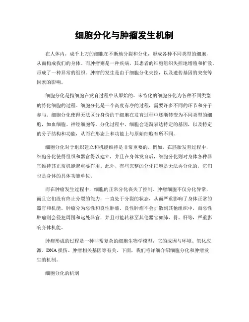 细胞分化与肿瘤发生机制