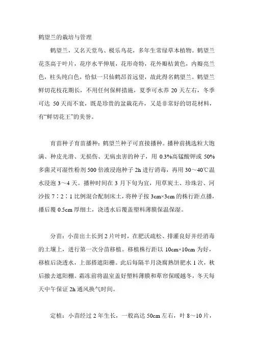 鹤望兰的栽培与管理