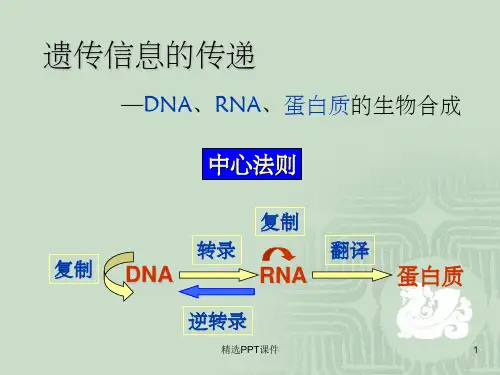 DNA复制、转录、翻译ppt课件