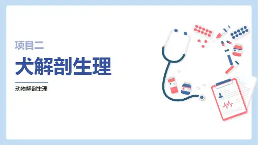 犬生理结构—神经系统的(动物解剖生理课件)