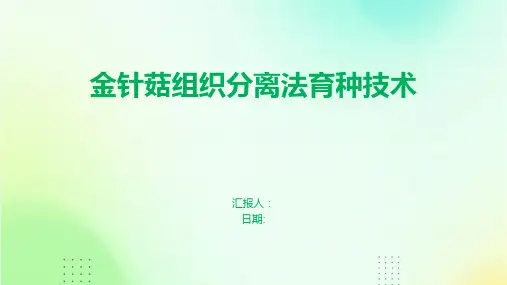 金针菇组织分离法育种技术