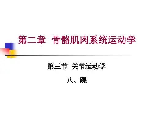 第二章第三节关节运动学(八、踝)运动学特征