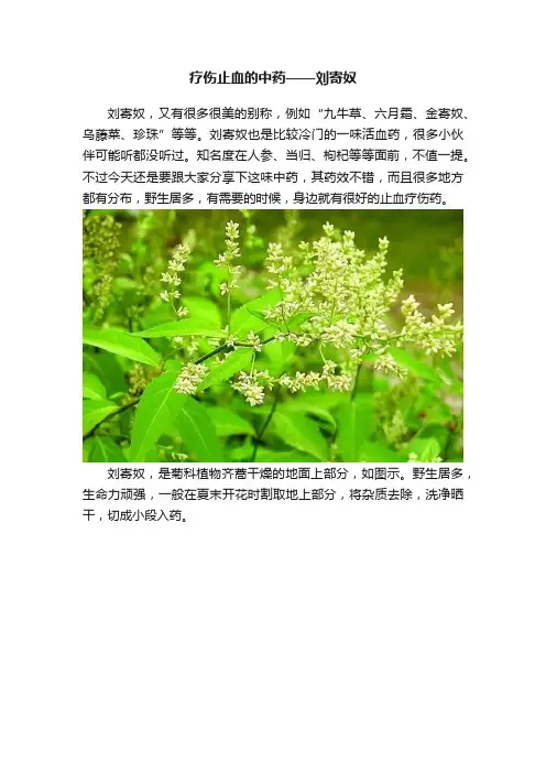 疗伤止血的中药——刘寄奴