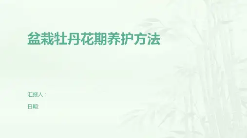 盆栽牡丹花期养护方法