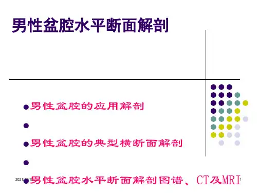 断面  盆腔男