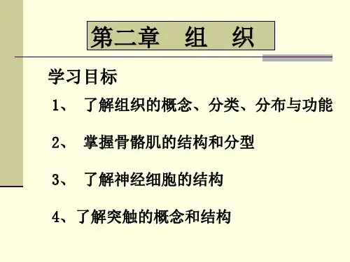 人体解剖学-组织