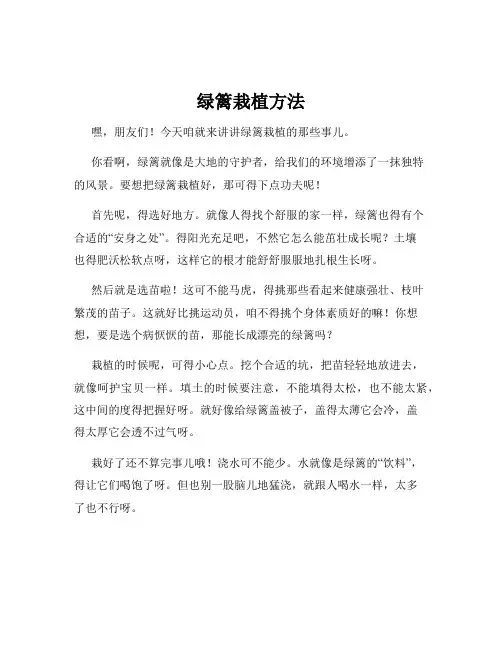 绿篱栽植方法