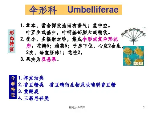 伞形科ppt课件