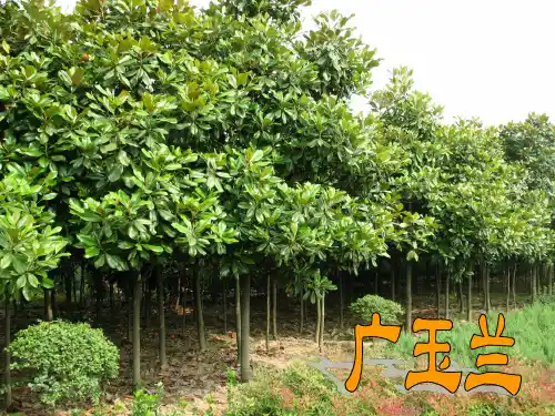 《广玉兰》课件