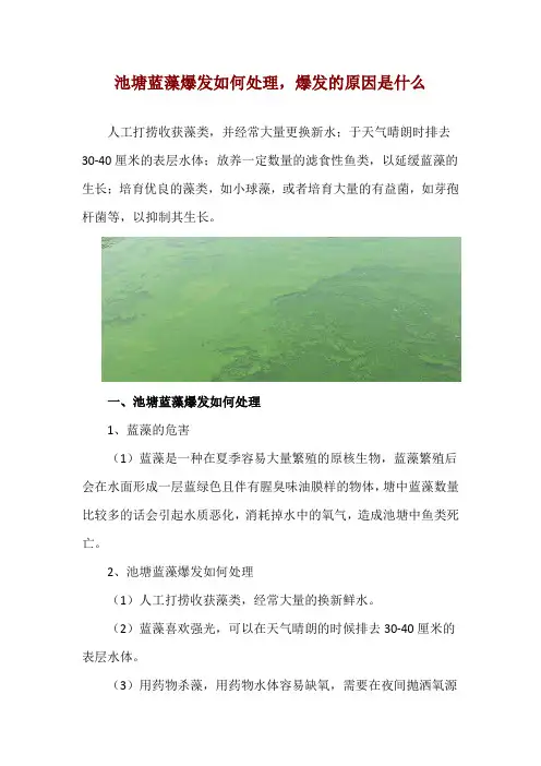 池塘蓝藻爆发如何处理,爆发的原因是什么