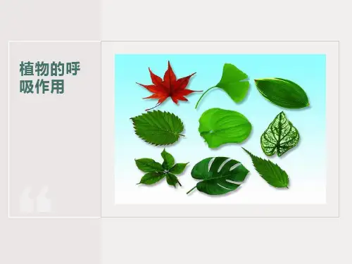 《呼吸作用》ppt课件