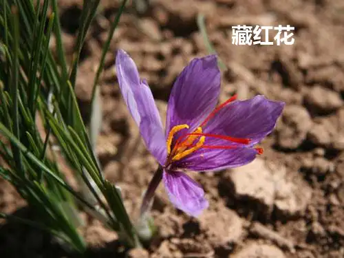 藏红花 PPT课件