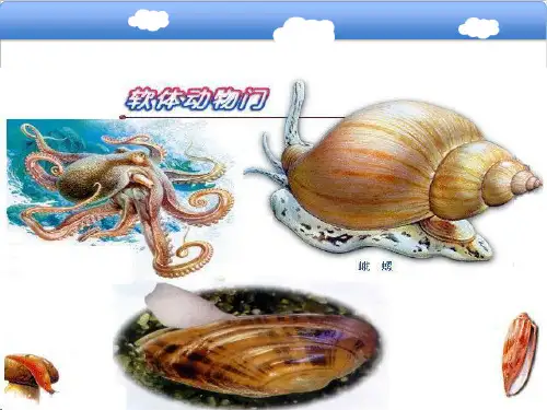 七年级生物上册  软体动物 (新版)冀教版  22张