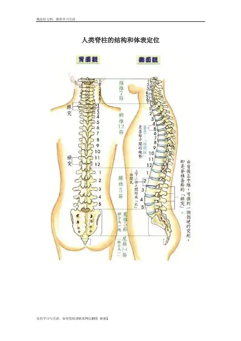 最新人类脊柱的结构和体表定位