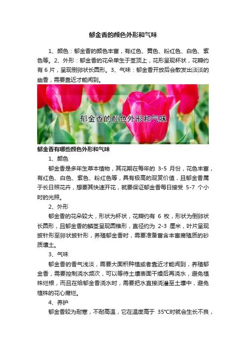 郁金香的颜色外形和气味
