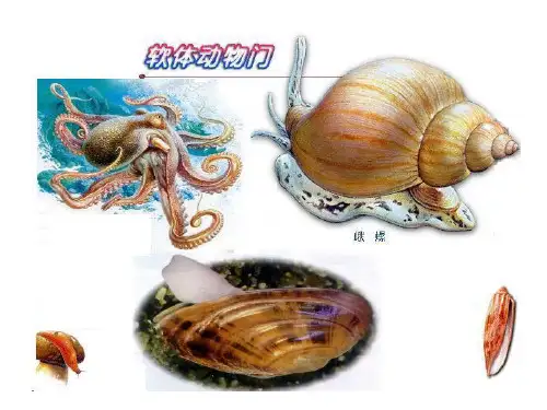 7.软体动物