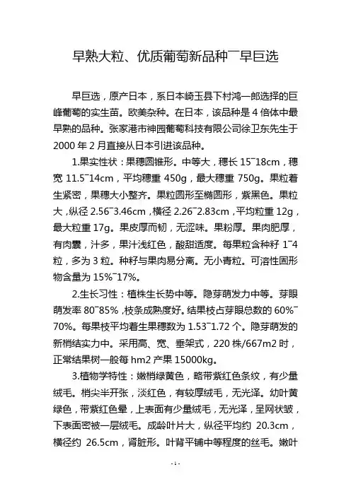 早熟大粒、优质葡萄新品种――早巨选