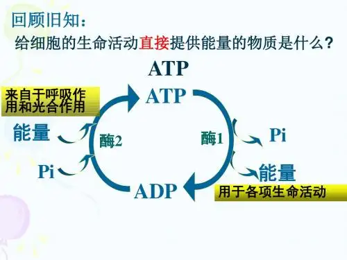 人教版高一年级生物必修一：第5章第3节 ATP的主要来源——细胞呼吸(第1课时) 课件 (共15张PPT)