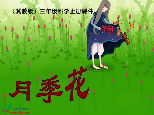 《凤仙花》课件