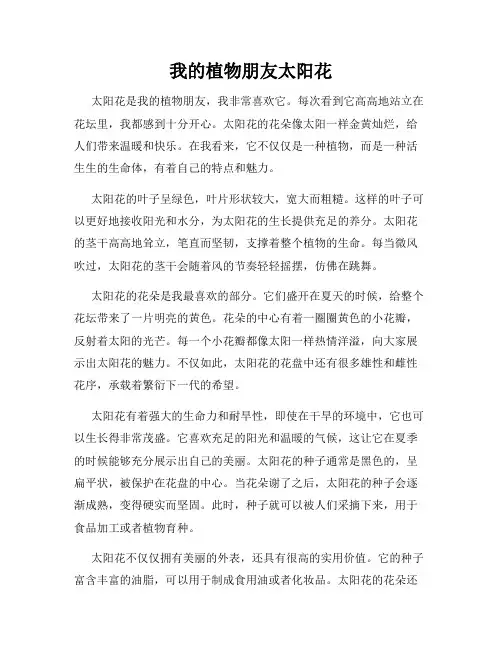 我的植物朋友太阳花