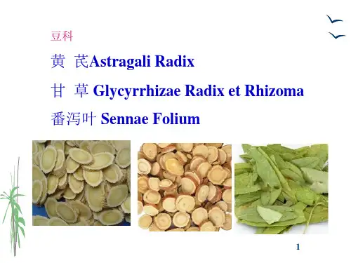 生药学_ 被子植物类生药_118 豆科(黄芪、甘草、番泻叶)_