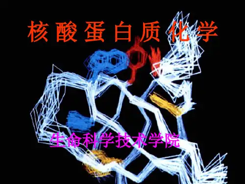 第九章  糖蛋白与蛋白聚糖PPT课件