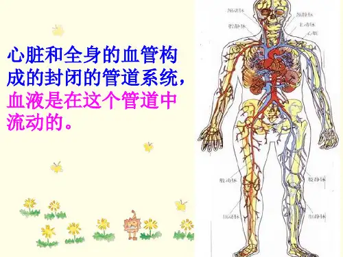七年级生物第二节血流的管道血管课件人教版